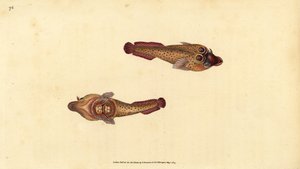 Cornish enayi, Lepadogaster purpurea (Ocellated enayi, Cyclopterus ocellatus). Edward Donovan tarafından Natural History of British Fishes, Donovan ve F.C. ve J. Rivington, Londra by Edward Donovan
