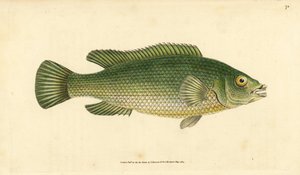 Guguklu wrasse, Labrus mixtus (Çizgili wrasse, Labrus lineatus). Edward Donovan tarafından Natural History of British Fishes, Donovan ve F.C. ve J. Rivington, Londra by Edward Donovan