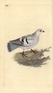 Yerli güvercin, Columba livia domestica. Edward Donovan tarafından kendi “Natural History of British Birds” Londra kitabından çizilip kazınmış, elle boyanmış bakır levha by Edward Donovan
