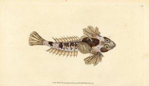 Dragonet, Callionymus lyra (Sordid dragonet, Callionymus dracunculus). Edward Donovan tarafından Natural History of British Fishes, Donovan ve F.C. ve J. Rivington, Londra by Edward Donovan