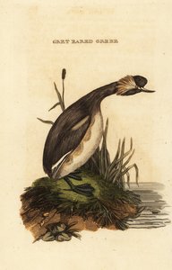 Kulaklı batağan veya boynuzlu batağan, yetişkin, Podiceps auritus by Edward Donovan