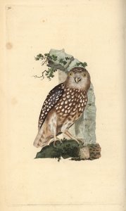 Avrasya Pigme Baykuşu, Glaucidium passerinum. Edward Donovan tarafından kendi “Natural History of British Birds” Londra kitabından çizilip kazınmış, elle boyanmış bakır levha by Edward Donovan
