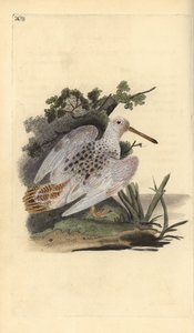 Avrasya ayak beyazı çulluk, Scolopax rusticola. Edward Donovan tarafından kendi “Natural History of British Birds” Londra kitabından çizilip kazınmış, elle boyanmış bakır levha by Edward Donovan