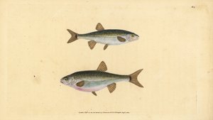 Avrasya minnow, Phoxinus phoxinus (Minow, Cyprinus phoxinus). Edward Donovan tarafından Natural History of British Fishes, Donovan ve F.C. ve J. Rivington, Londra by Edward Donovan