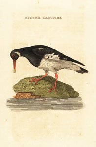 Avrasya istiridye avcısı, Haematopus ostralegus by Edward Donovan