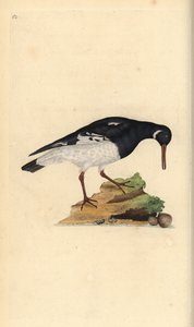 Avrasya istiridye avcısı, Haematopus ostralegus. Edward Donovan tarafından kendi “Natural History of British Birds” Londra kitabından çizilip kazınmış, elle boyanmış bakır levha by Edward Donovan
