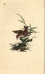 Avrasya çalıkuşu, troglodytes troglodytes. Edward Donovan tarafından kendi “Natural History of British Birds” (1794-1819) kitabından çizilmiş ve oyulmuş, elle boyanmış bakır levha. Edward Donovan (1768-1837) bir İngiliz-İrlandalı amatör zoolog, yazar, sana by Edward Donovan