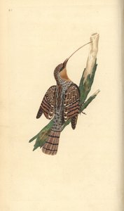 Avrasya hırkası, Jynx torquilla. Edward Donovan tarafından kendi “Natural History of British Birds” Londra kitabından çizilip kazınmış, elle boyanmış bakır levha by Edward Donovan