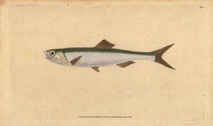 Avrupa hamsi, Engraulis encrasicolus (Hamsi, Clupea encrasicolus). Edward Donovan tarafından Natural History of British Fishes, Donovan ve F.C. ve J. Rivington, Londra by Edward Donovan