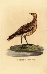 Avrupa altın cılıbıt, Pluvialis apricaria by Edward Donovan