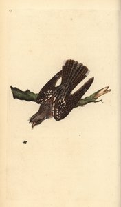 Avrupa gece kavanozu, Caprimulgus europaeus. Edward Donovan tarafından kendi “Natural History of British Birds” Londra kitabından çizilip kazınmış, elle boyanmış bakır levha by Edward Donovan