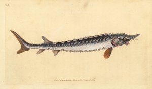 Avrupa veya ortak mersin balığı. Tehlikede. Edward Donovan tarafından Natural History of British Fishes, Donovan ve F.C. ve J. Rivington, Londra by Edward Donovan
