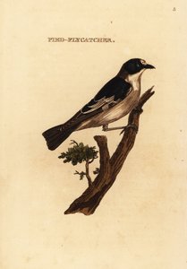 Avrupa alaca sinekkapan, Ficedula hypoleuca by Edward Donovan