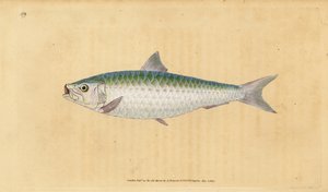 Avrupa sarısı, Sardina pilchardus (Pilchard, Clupea pilchardus). Edward Donovan tarafından Natural History of British Fishes, Donovan ve FC ve J. Rivington, Londra'dan çizilmiş ve oyulmuş elle boyanmış bakır levha by Edward Donovan