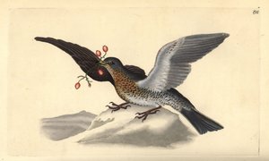Fieldfare, Turdus pilaris. Edward Donovan tarafından kendi “Natural History of British Birds” Londra kitabından çizilip kazınmış, elle boyanmış bakır levha by Edward Donovan