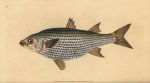 Yassı kefal, Mugil cephalus. Edward Donovan tarafından Natural History of British Fishes, Donovan ve F.C. ve J. Rivington, Londra by Edward Donovan