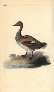 Gadwall (erkek), Anas strepera. Edward Donovan tarafından kendi “Natural History of British Birds” Londra kitabından çizilip kazınmış, elle boyanmış bakır levha by Edward Donovan