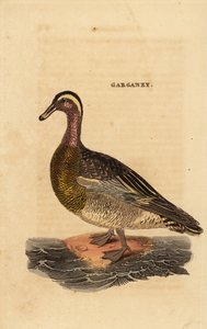 Garganey, Spatula querquedula, küçük cüretkar ördek by Edward Donovan