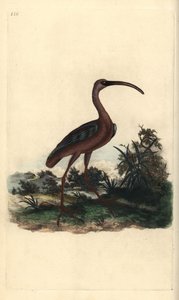 Parlak ibis, Plegadis falcinellus. Edward Donovan tarafından kendi “Natural History of British Birds” Londra kitabından çizilip kazınmış, elle boyanmış bakır levha by Edward Donovan
