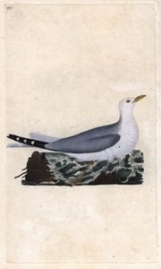Goeland külü. Larus canus. İngiliz Kuşlarının Natural History, Londra