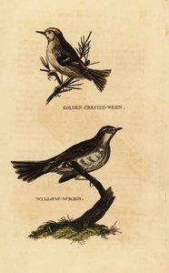 Goldcrest, Regulus regulus ve söğüt ötleğen, Phylloscopus trochilus by Edward Donovan