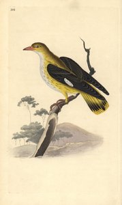 Altın sarısı (dişi), Oriolus oriolus. Edward Donovan tarafından kendi “Natural History of British Birds” Londra kitabından çizilip kazınmış, elle boyanmış bakır levha by Edward Donovan