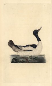 Goosander, Mergus birleşmesi. Edward Donovan tarafından kendi “Natural History of British Birds” Londra kitabından çizilip kazınmış, elle boyanmış bakır levha by Edward Donovan