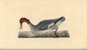Goosander, Mergus merganser, dişi. Edward Donovan tarafından kendi “Natural History of British Birds” Londra kitabından çizilip kazınmış, elle boyanmış bakır levha by Edward Donovan