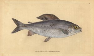 Grayling, Thymallus thymallus (Salmo thymallus). Handcoloured copperplate drawn and engraved by Edward Donovan from his Natural History of British Fishes, Donovan and F.C. and J. Rivington, London by Edward Donovan