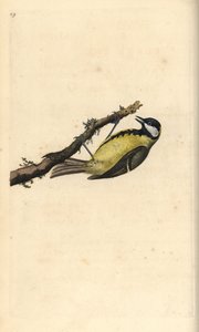 Büyük baştankara, Parus Major. Edward Donovan tarafından kendi “Natural History of British Birds” Londra kitabından çizilip kazınmış, elle boyanmış bakır levha by Edward Donovan