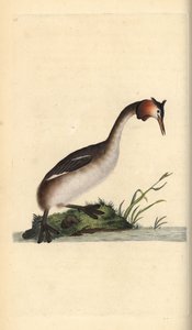 Büyük tepeli batağan, Podiceps cristatus. Edward Donovan tarafından kendi “Natural History of British Birds” Londra kitabından çizilip kazınmış, elle boyanmış bakır levha by Edward Donovan