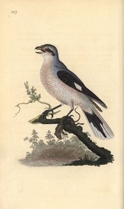 Karatavuk, Kızıl Kanat, Ökse Ardıç, Ardıç rki by Edward Donovan