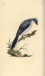 Sessiz kuğu, Cygnus olor, civcivlerle birlikte. Edward Donovan tarafından kendi “Natural History of British Birds” Londra kitabından çizilip kazınmış, elle boyanmış bakır levha by Edward Donovan