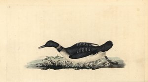 Büyük kuzey loon ya da dalgıç, Gavia immer. Edward Donovan tarafından kendi “Natural History of British Birds” Londra kitabından çizilip kazınmış, elle boyanmış bakır levha by Edward Donovan