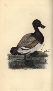 Büyük atma ördeği, Aythya marila. Edward Donovan tarafından kendi “Natural History of British Birds” Londra kitabından çizilip kazınmış, elle boyanmış bakır levha by Edward Donovan