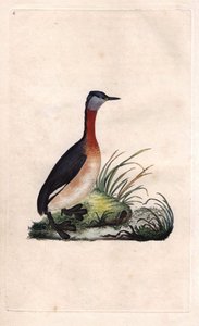 Neşeli bataklık. Podiceps grisegena (Podiceps ruficollis). Histoire naturelle des oiseaux britanniques, Londra