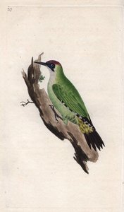 Green woodpecker. Picus viridis. Copper engraving by Edward Donovan (1768-1837), published in Histoire naturelle des oiseaux britanniques, London by Edward Donovan