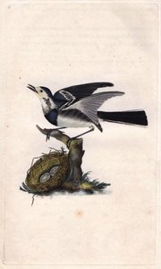 Gri Kuyruksallayan. Motacilla alba. İngiliz Kuşlarının Natural History, Londra