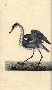 Gri balıkçıl, Ardea cinerea. Edward Donovan tarafından kendi “Natural History of British Birds” Londra kitabından çizilip kazınmış, elle boyanmış bakır levha by Edward Donovan