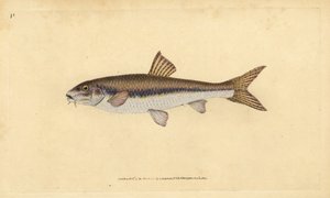 Gudgeon, Gobio gobio (Kıbrıs gobio). Edward Donovan tarafından Natural History of British Fishes, Donovan ve F.C. ve J. Rivington, Londra by Edward Donovan