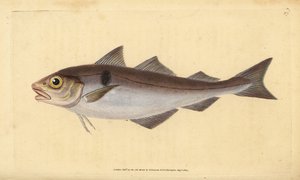 Mezgit balığı, Melanogrammus aeglefinus (Gadus aeglefinus). Hassas. Edward Donovan tarafından Natural History of British Fishes, Donovan ve F.C. ve J. Rivington, Londra by Edward Donovan
