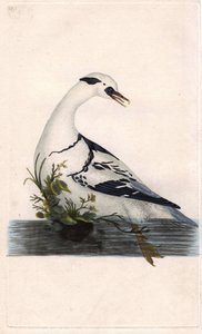 Hobi, Falco subbuteo, bir ayağı ölü bir kuş üzerinde. Edward Donovan tarafından kendi “Natural History of British Birds” Londra kitabından çizilip kazınmış, elle boyanmış bakır levha by Edward Donovan