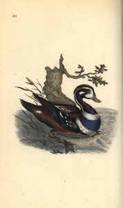 Kwifotoza hamwe nindi mitwe, 1819 (lithographie) by Edward Donovan