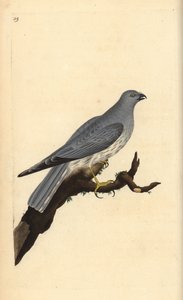 Tavuk harrier, Circus cyaneus. Edward Donovan tarafından kendi “Natural History of British Birds” Londra kitabından çizilip kazınmış, elle boyanmış bakır levha by Edward Donovan