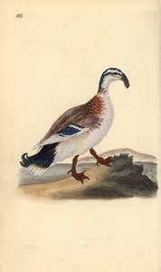 Kanca gagalı yaban ördeği, Anas platyrhynchos. Edward Donovan tarafından kendi “Natural History of British Birds” Londra kitabından çizilip kazınmış, elle boyanmış bakır levha by Edward Donovan