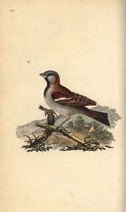 Ev serçesi, Dökün domesticus. Edward Donovan tarafından kendi “Natural History of British Birds” Londra kitabından çizilip kazınmış, elle boyanmış bakır levha by Edward Donovan