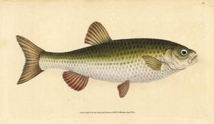 Ide, Leuciscus idus (Chub, Cyprinus jeses). Edward Donovan tarafından Natural History of British Fishes, Donovan ve F.C. ve J. Rivington, Londra by Edward Donovan