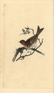 Daha az redpoll, Carduelis kabaresi. Edward Donovan tarafından kendi “Natural History of British Birds” Londra kitabından çizilip kazınmış, elle boyanmış bakır levha by Edward Donovan