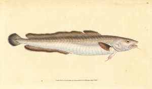 Ling balığı, Molva molva (Gadus molva). Edward Donovan tarafından Natural History of British Fishes, Donovan ve F.C. ve J. Rivington, Londra