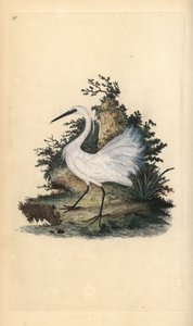 Küçük ak balıkçıl, Egreta garzetta. Edward Donovan tarafından kendi “Natural History of British Birds” Londra kitabından çizilip kazınmış, elle boyanmış bakır levha by Edward Donovan